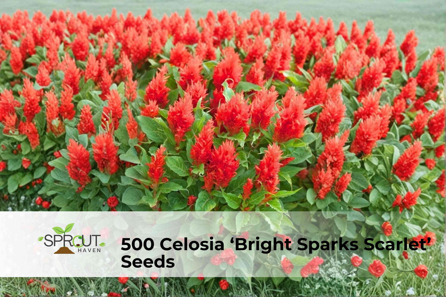 500 Celosia Seeds - Bright Sparks Scarlet Plume Flowers - Celosia plumosa - Vivid Red Annual for Containers & Garden