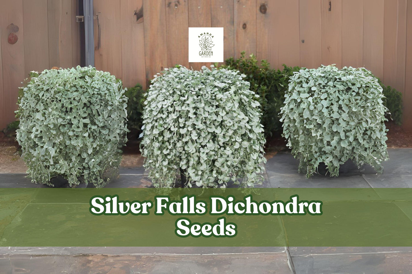 10 Silver Falls Dichondra Seeds - Drought-Tolerant Ornamental Groundcover, Silver-Gray Foliage, Dichondra argentea