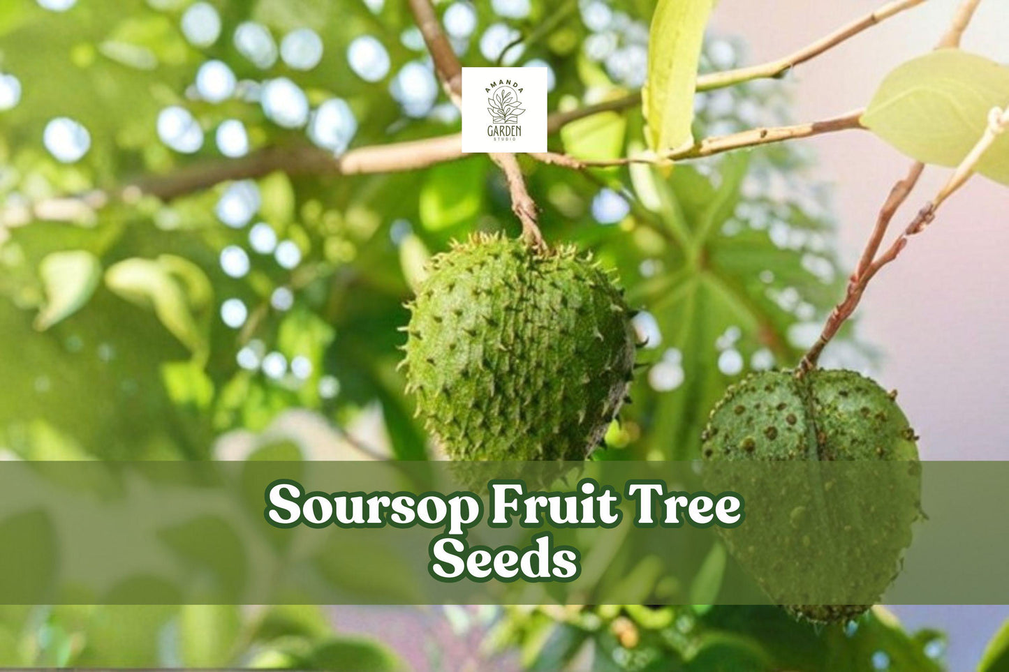 Soursop Seeds 5 Count Annona muricata Exotic Tropical Fruit Tree for Planting