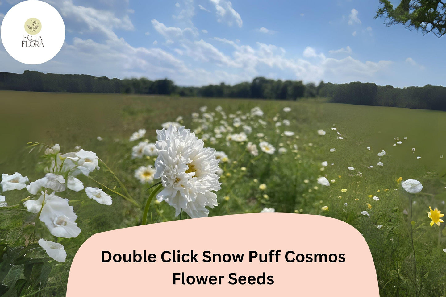 Cosmos Seeds - 200+ Double Click Snow Puff - White Garden Flower - Cosmos bipinnatus ‘Double Click Snow Puff’