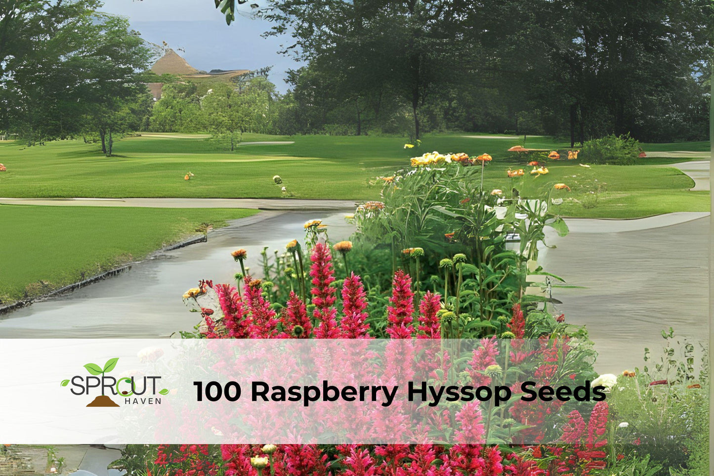 100 Raspberry Hyssop Seeds - Hardy Perennial Flower, Raspberry-Pink Blooms, Agastache foeniculum, Attracts Pollinators