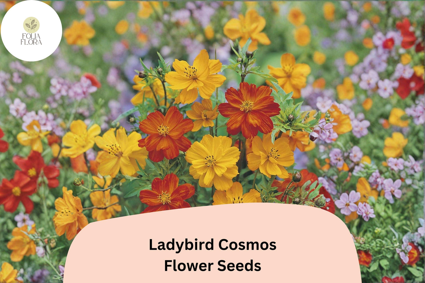 Ladybird Cosmos Seeds - 200+ Compact Orange Red Yellow Mix - Cosmos sulphureus 'Ladybird Mix' for Pollinator Gardens