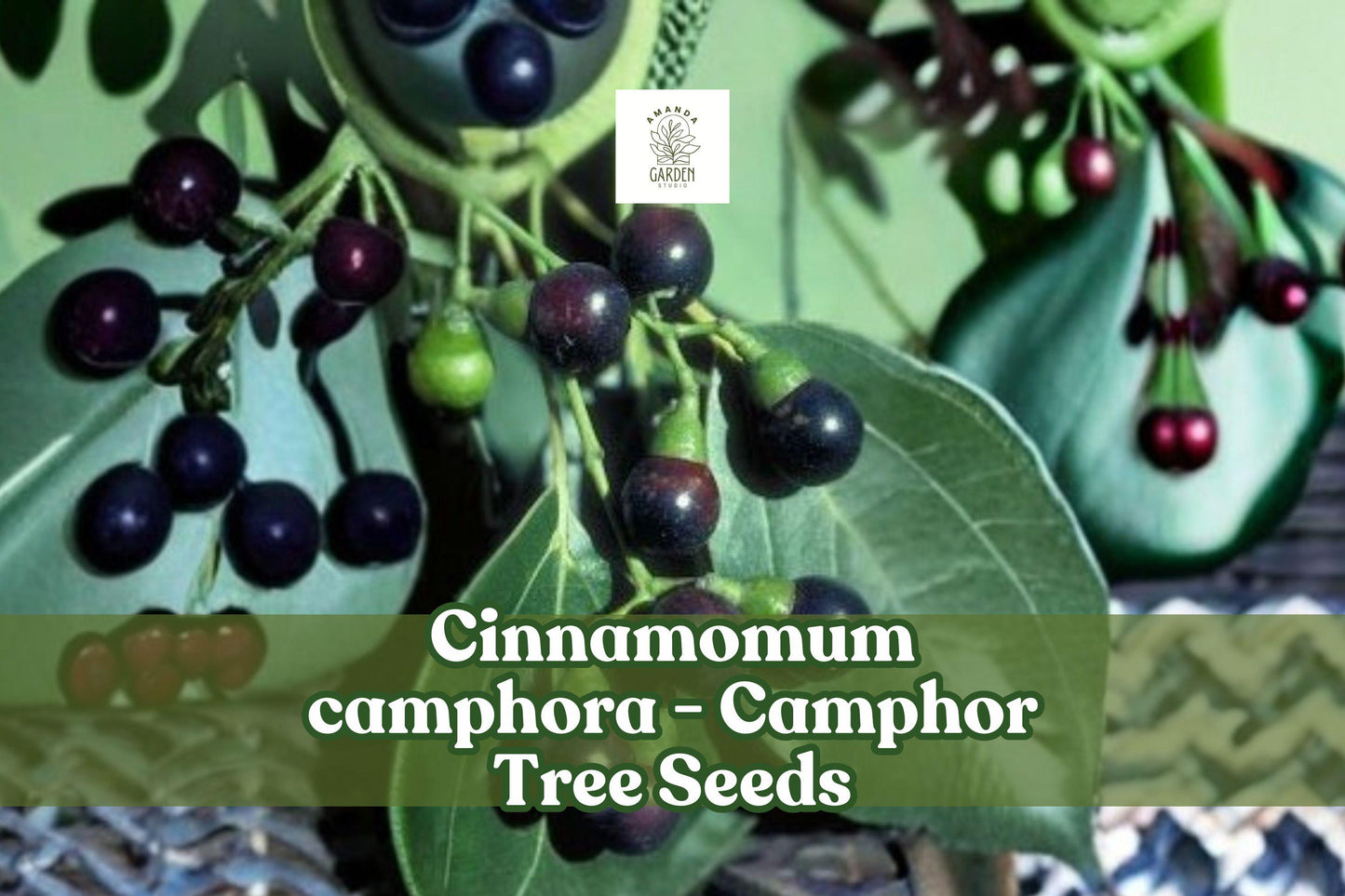 10 Camphor Tree Seeds - Fragrant Cinnamomum camphora for Bonsai & Shade Planting - Evergreen Aromatic Green Leaves