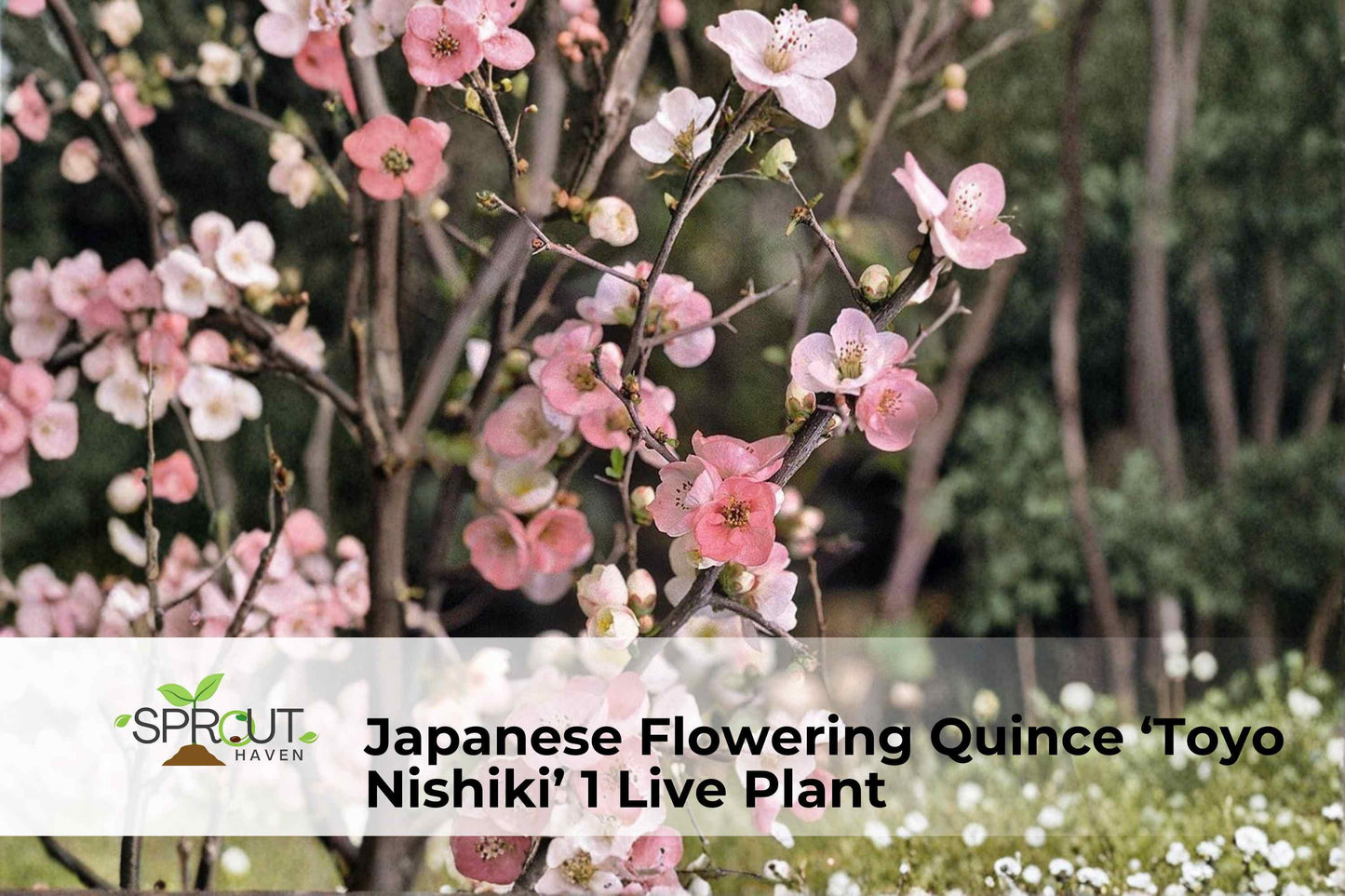 Japanese Flowering Quince Live Plant (8-12 inch) 'Toyo Nishiki' - Chaenomeles speciosa, Hardy Shrub with Red, Pink, White Blooms