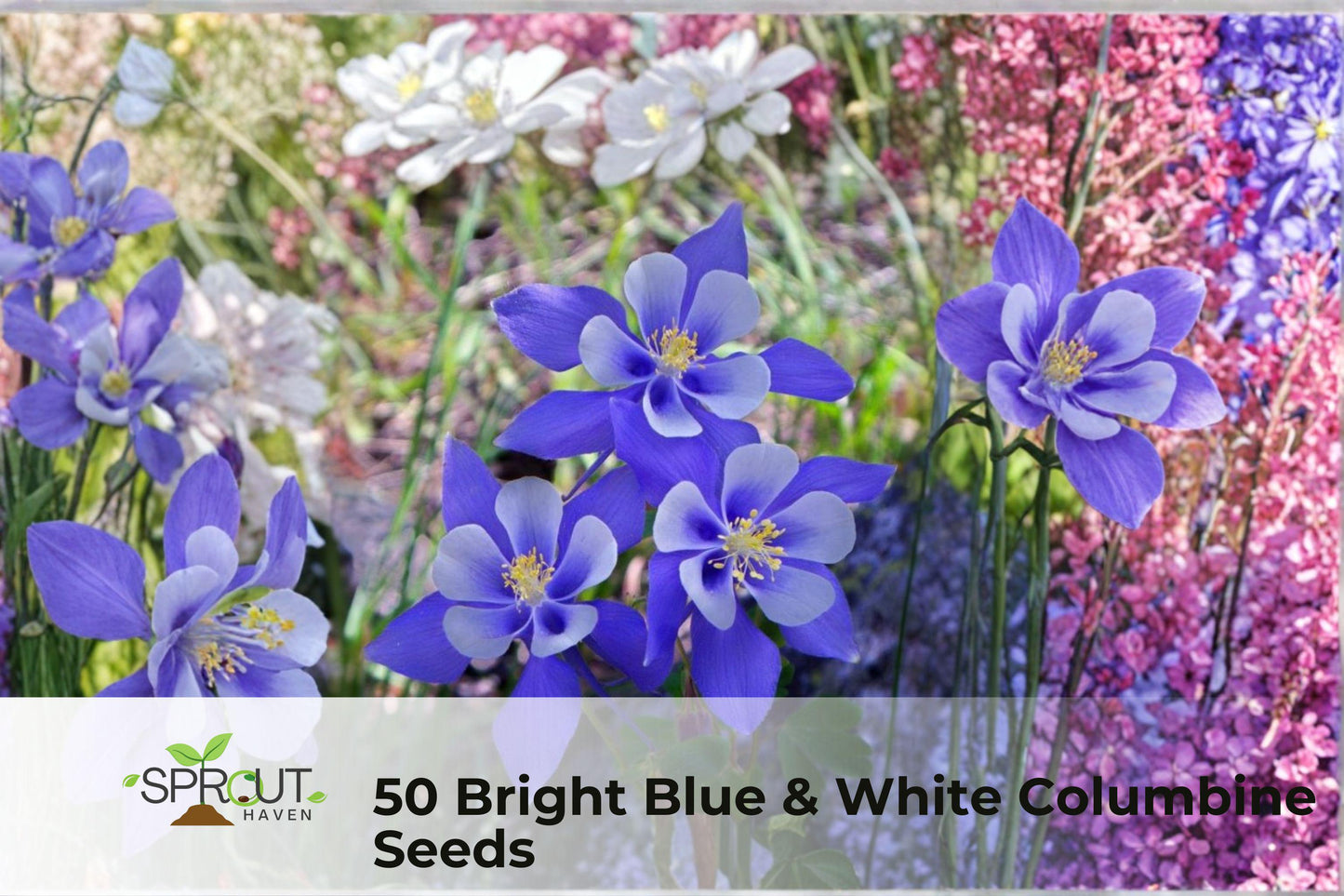 50 Blue & White Columbine Seeds - Aquilegia spp. Perennial Flower Seeds for Garden Borders & Pollinator Attraction