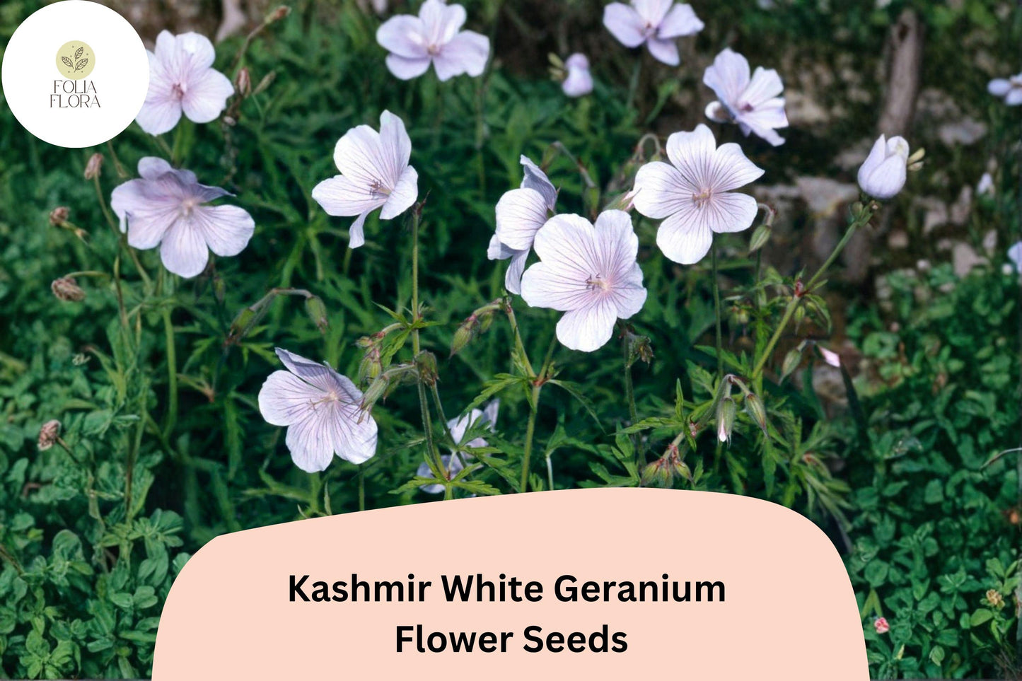 25+ Kashmir White Geranium Seeds - Pure White Flowers, Hardy Perennial, Geranium himalayense 'Kashmir White'