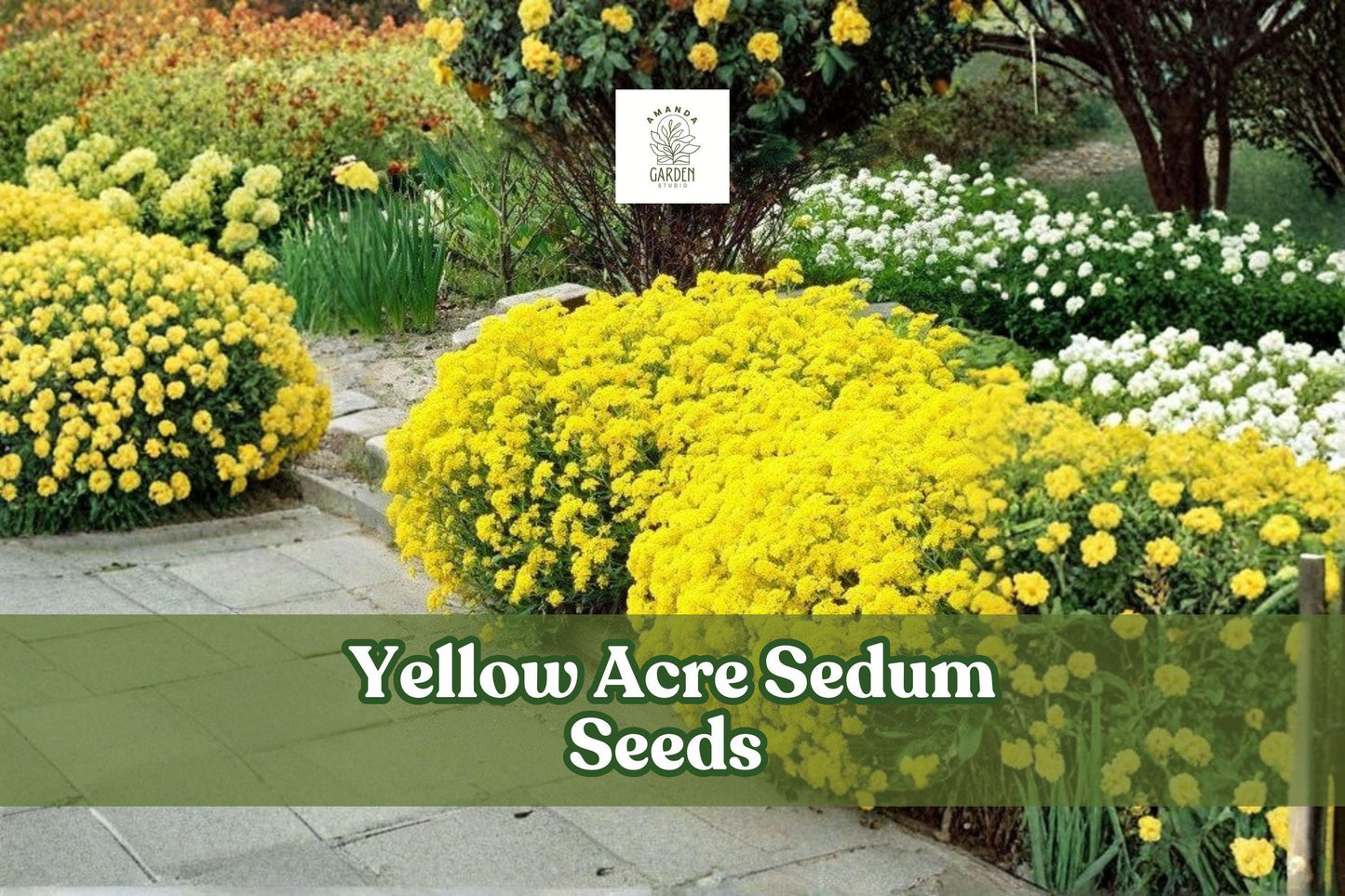 Yellow Acre Sedum Seeds (200 Seeds) - Drought-Tolerant Groundcover, Bright Yellow Flowers, Sedum acre, Perennial Succulent