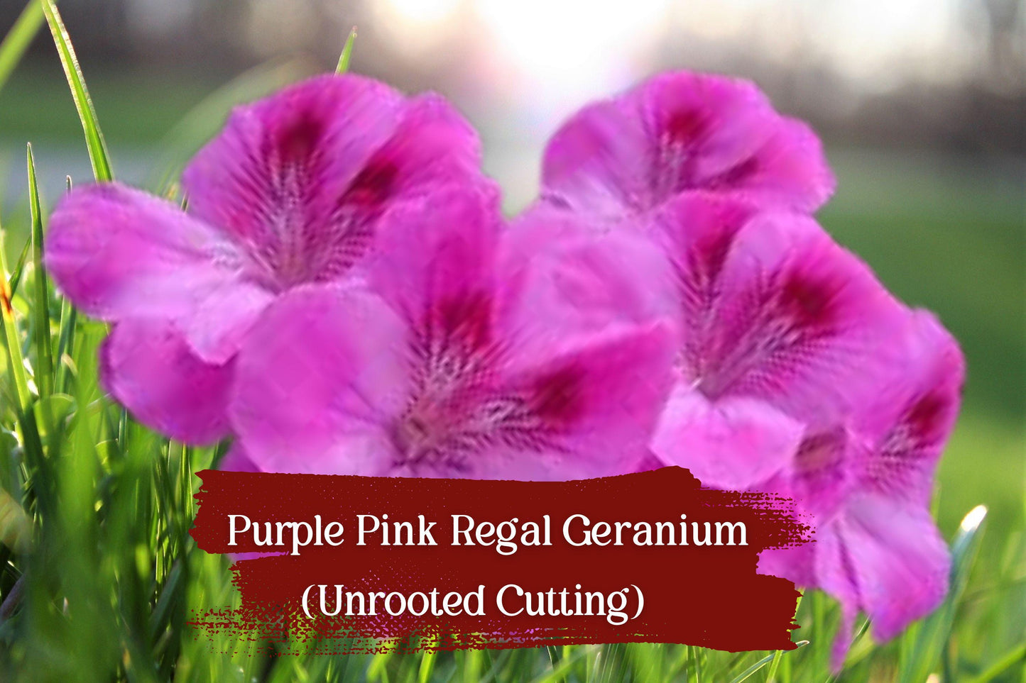 Unrooted Regal Geranium Cuttings - Purple-Pink Pelargonium domesticum - 3 Live Cuttings for Easy Planting and Stunning Blooms