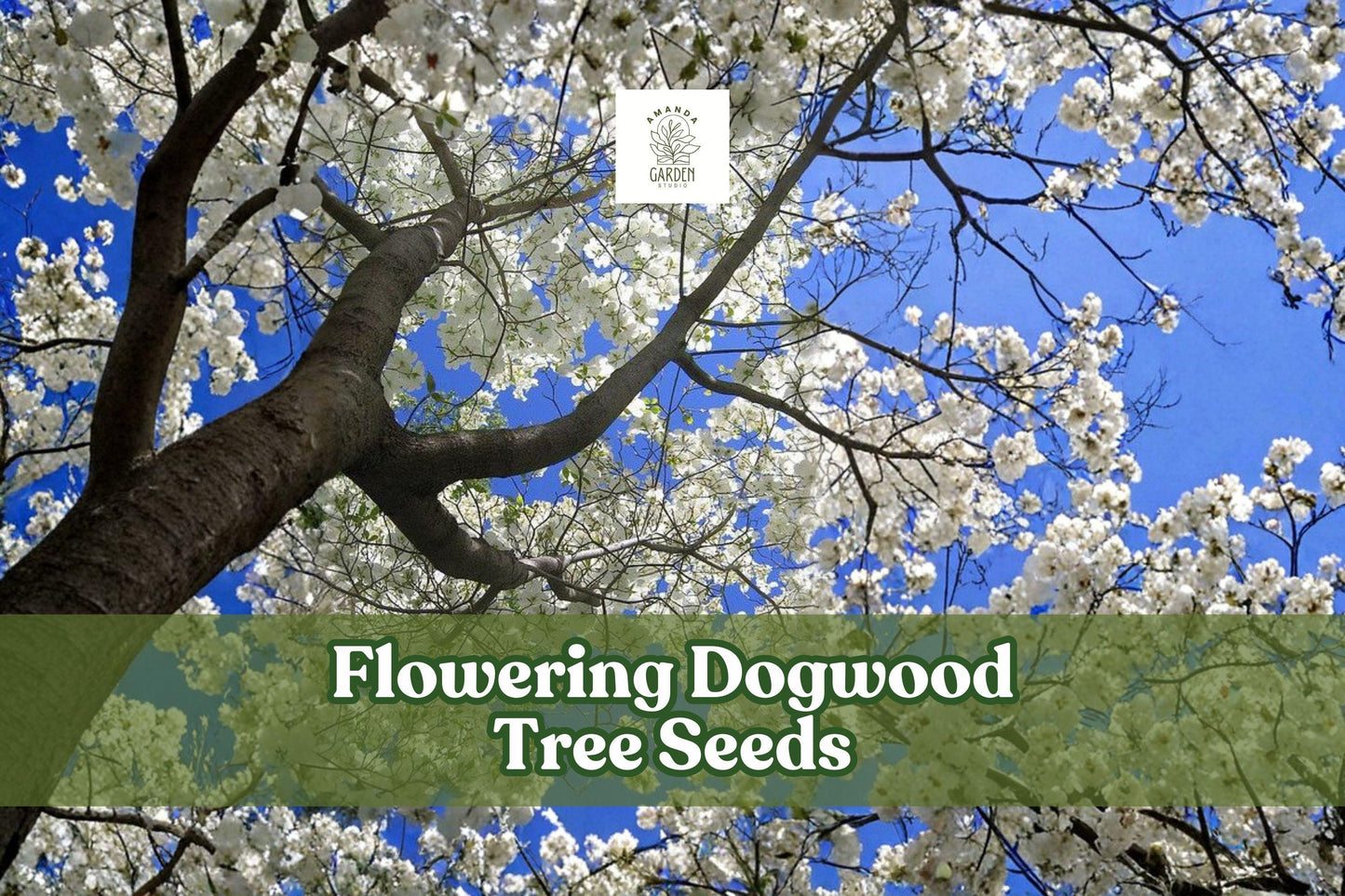 Flowering Dogwood Tree Seeds - 20 Count - Cornus florida - Ornamental Bonsai - White Pink Flowers, Red Berries - Easy to Grow