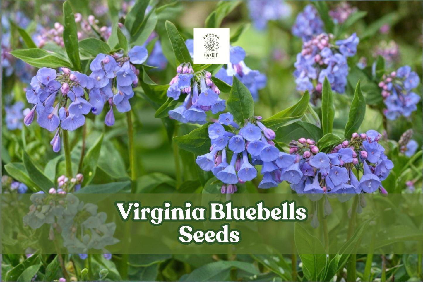 Virginia Bluebells Seeds | 10 Non-GMO Wildflower Seeds | Mertensia virginica | Native Perennial | Pollinator-Friendly