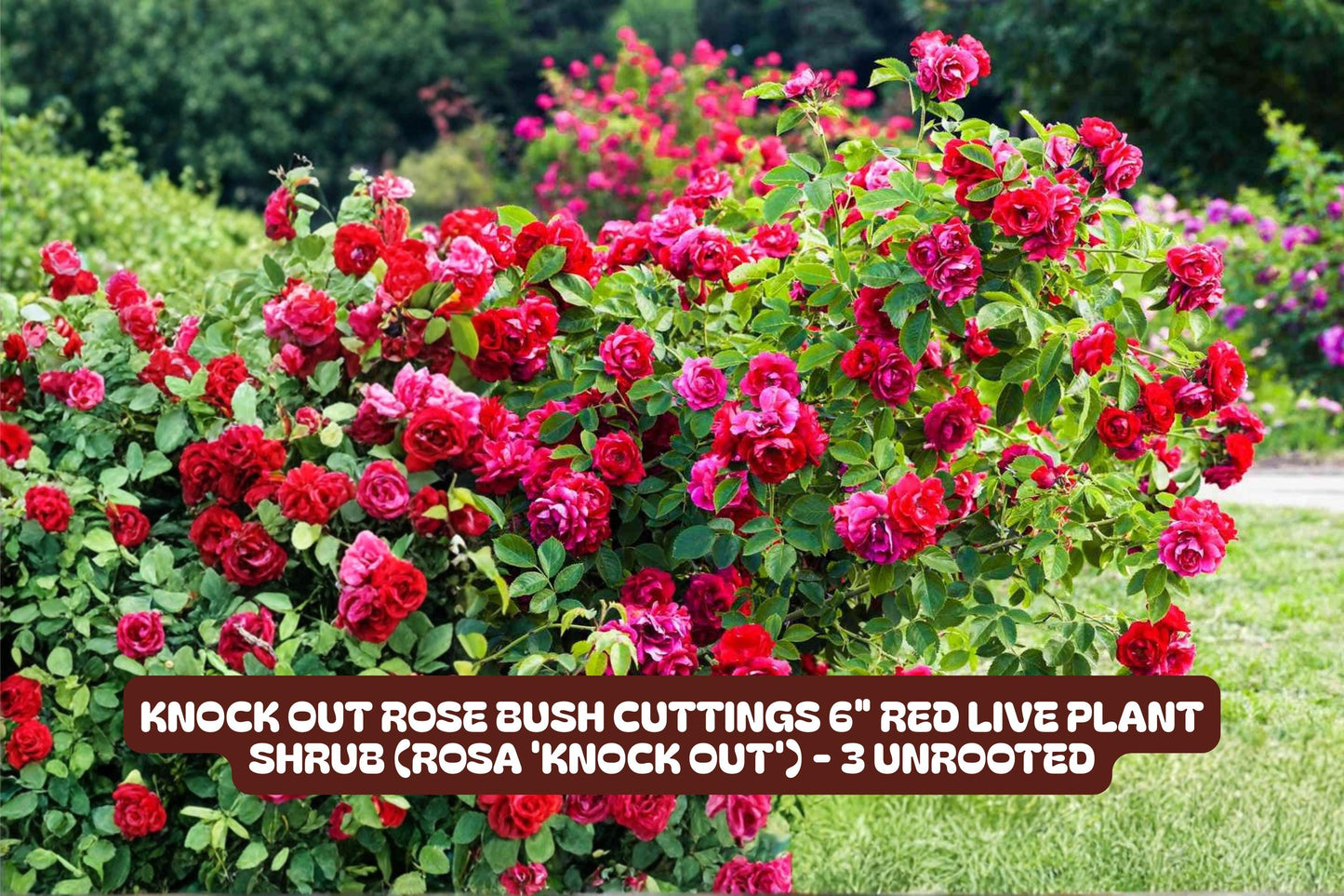 Knock Out Red Rose Bush Cuttings - 6 Inch, 3 Unrooted - Rosa 'Radrazz' - Disease Resistant, Easy to Grow, Vibrant Blooms