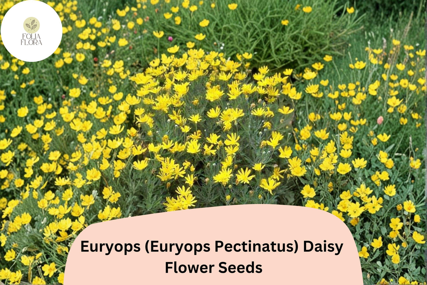 Euryops Daisy Seeds | 200+ Golden-Yellow Blooms | Drought-Tolerant Perennial | Euryops pectinatus