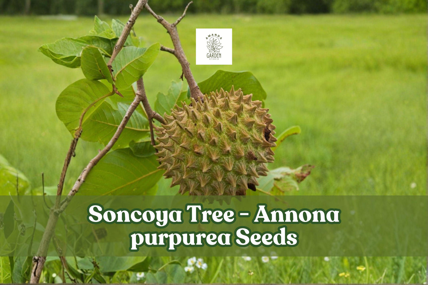 Soncoya Tree Seeds - 5 Rare Annona purpurea Tropical Fruit Seeds for Planting - Edible Fruit Tree Seeds for Gardens
