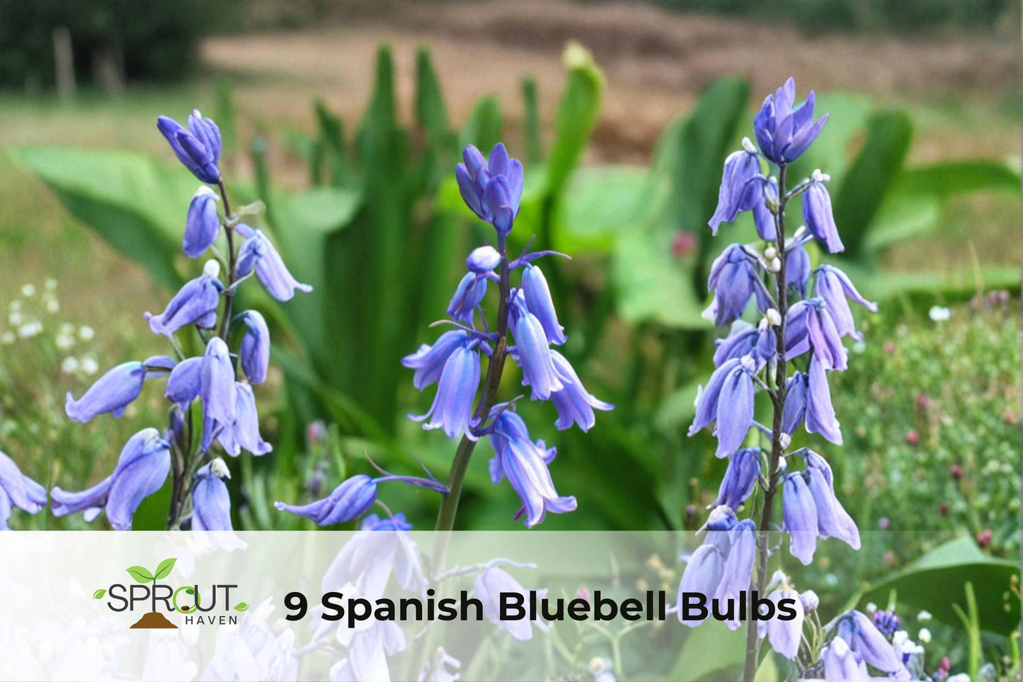 9 Spanish Bluebell Bulbs - Hyacinthoides hispanica - Hardy Spring Perennial with Blue Blooms, Ideal for Garden Borders and Containers