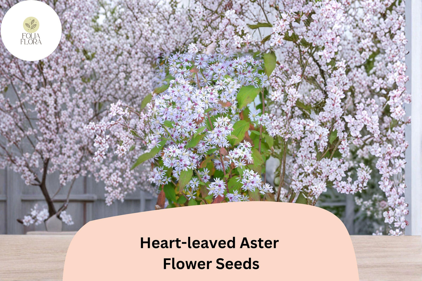 500 Heart-leaved Aster Seeds | Symphyotrichum cordifolium | Native Purple Wildflower for Shade & Pollinator Gardens