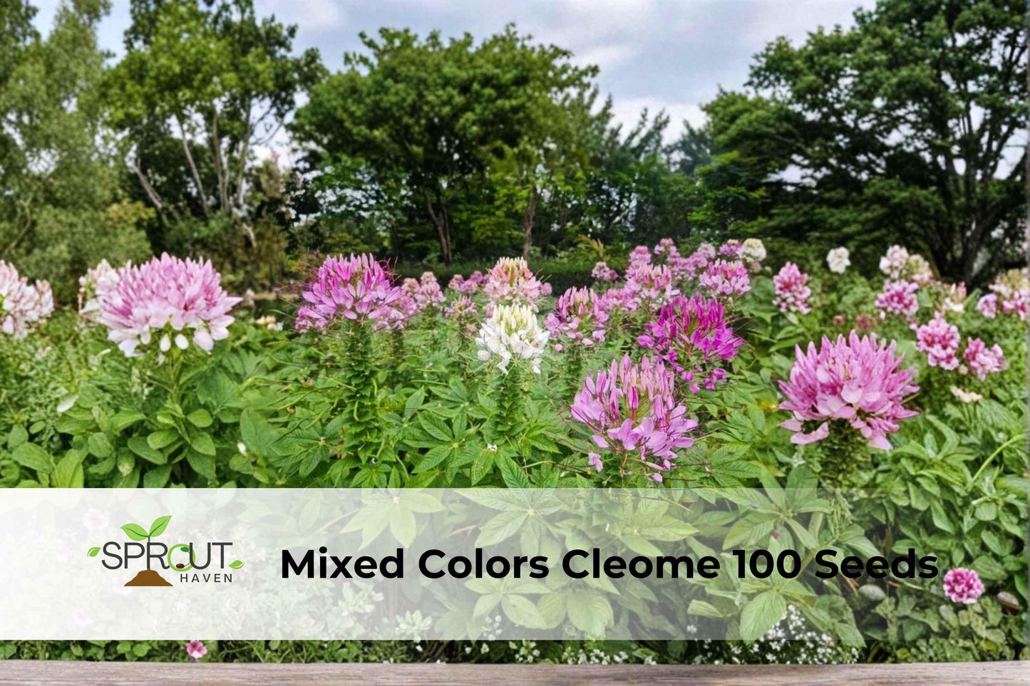 Cleome Spider Flower Seeds - 100 Non-GMO Mixed Color Seeds (Cleome hassleriana) - Attracts Pollinators, Easy to Grow