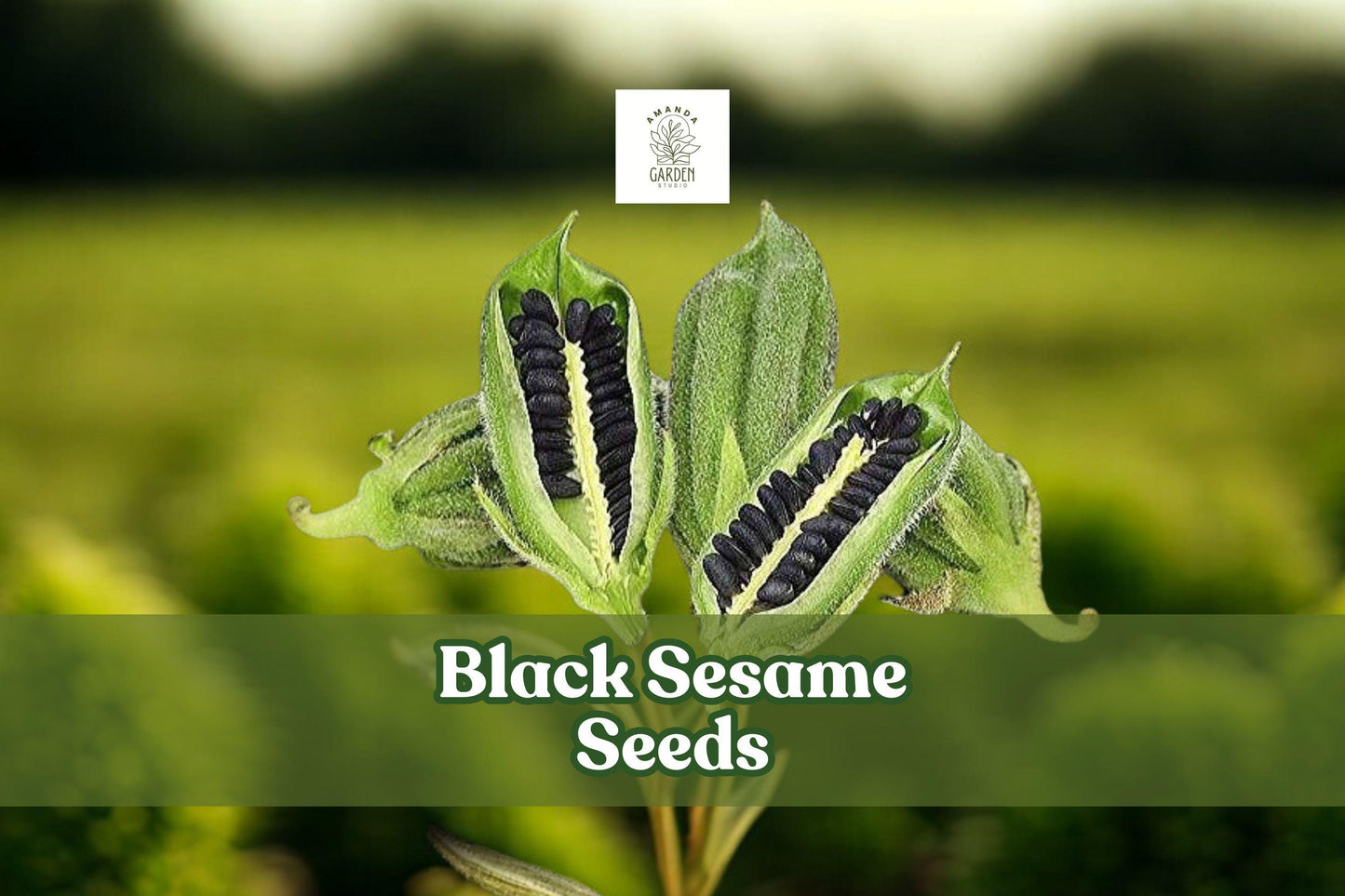 500 Black Sesame Seeds - Heirloom Kurogoma - Sesamum Indicum - Easy to Grow for Home Gardens and Sustainable Growing