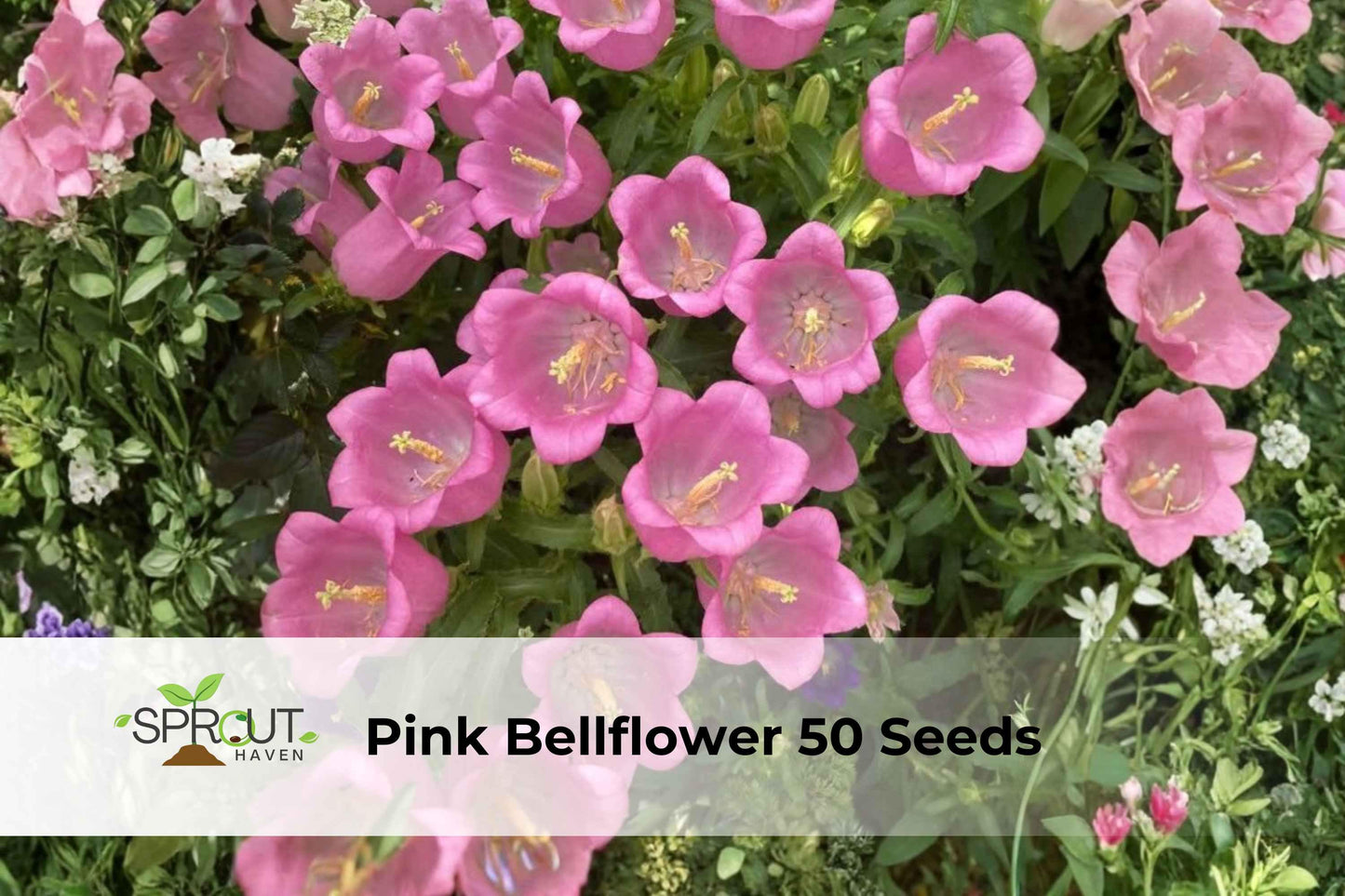 Pink Bellflower Seeds | 50 Count | Campanula Medium | Hardy Cottage Garden Flower