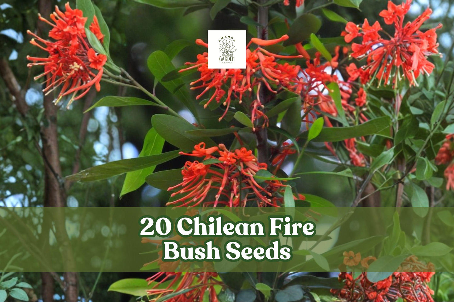 Chilean Fire Bush Seeds – 20 Rare Red Bloom Seeds (Embothrium coccineum) – Exotic Ornamental Shrub for Gardens and Landscapes