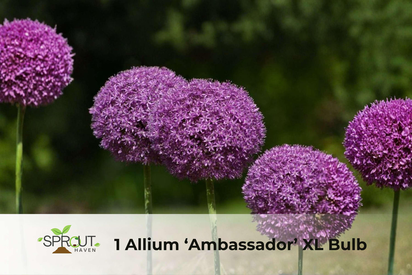 Allium Bulb - XL Giant Purple Perennial Flower - Allium ‘Ambassador’ - Hardy Garden Bulb for Borders & Containers