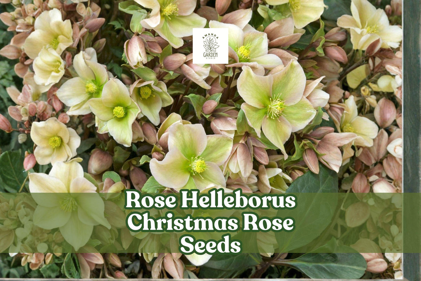 Christmas Rose Seeds - 15+ Premium Helleborus Niger - Winter Blooming Perennial - White & Pink Flowers for Shaded Gardens