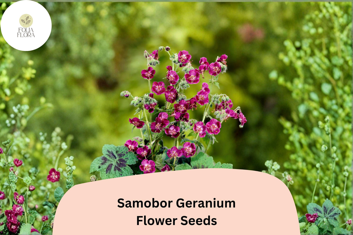 25+ Samobor Geranium Seeds | Purple Cranesbill | Geranium phaeum ‘Samobor’ | Perennial for Shade Gardens