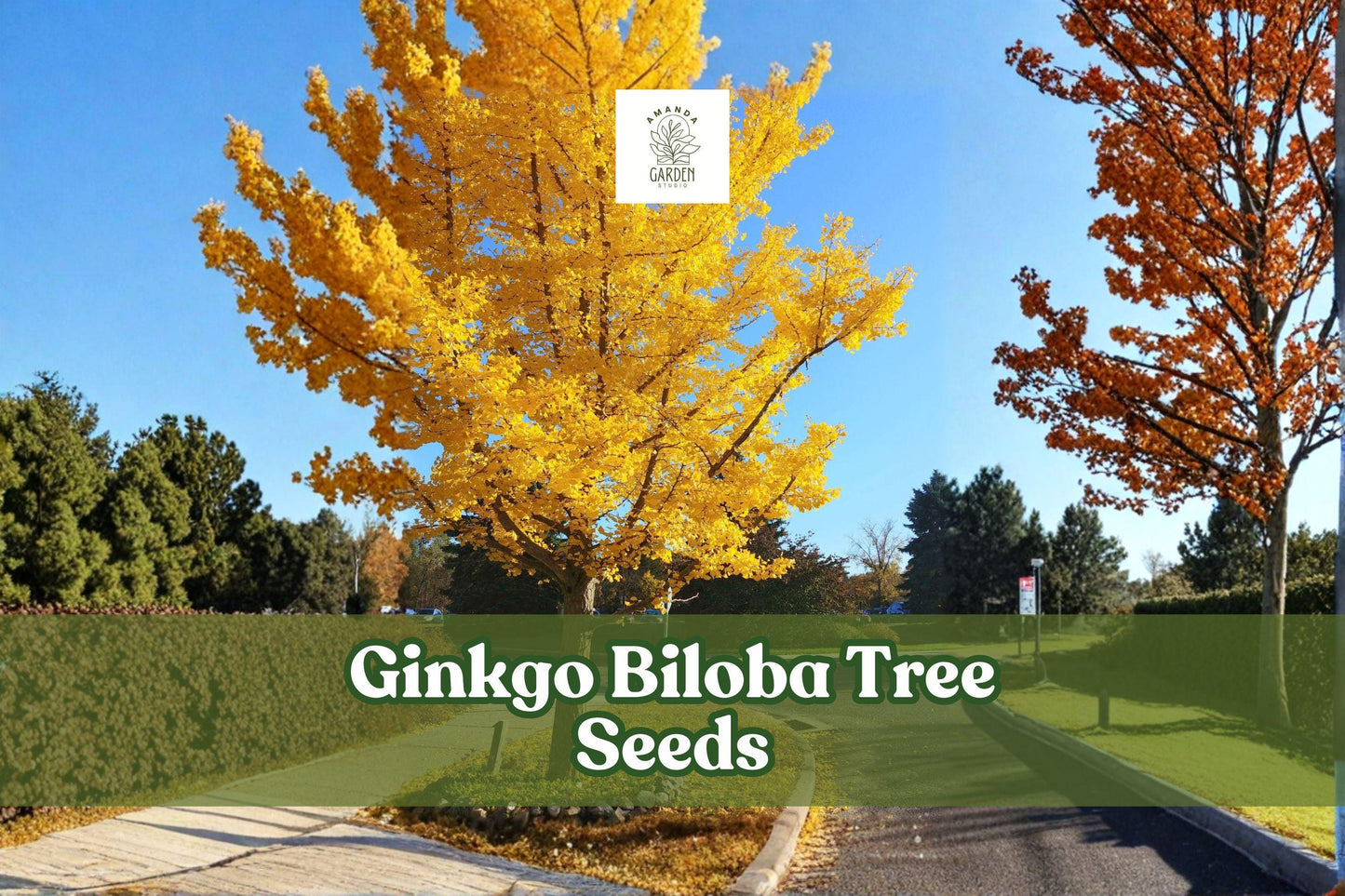 Ginkgo Biloba Tree Seeds - 20 Dormant Seeds for Bonsai & Ornamental Gardens - Ginkgo biloba - Living Fossil Plant