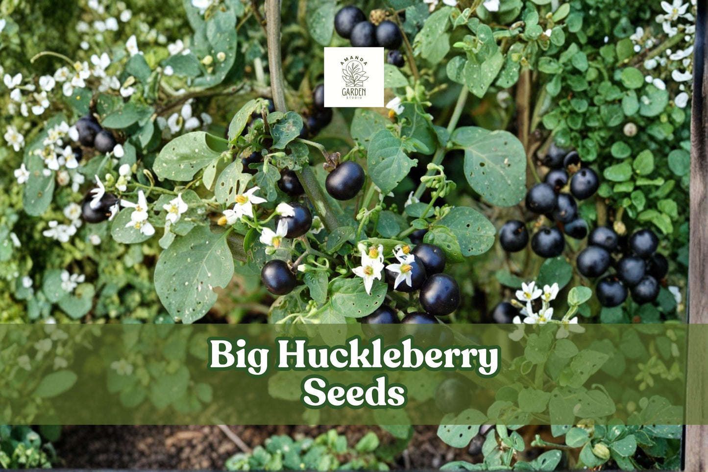 30 Big Huckleberry Seeds | Vaccinium membranaceum | Hardy Wild Berry Shrub | Perennial Fruit Plant for Gardens & Wildlife