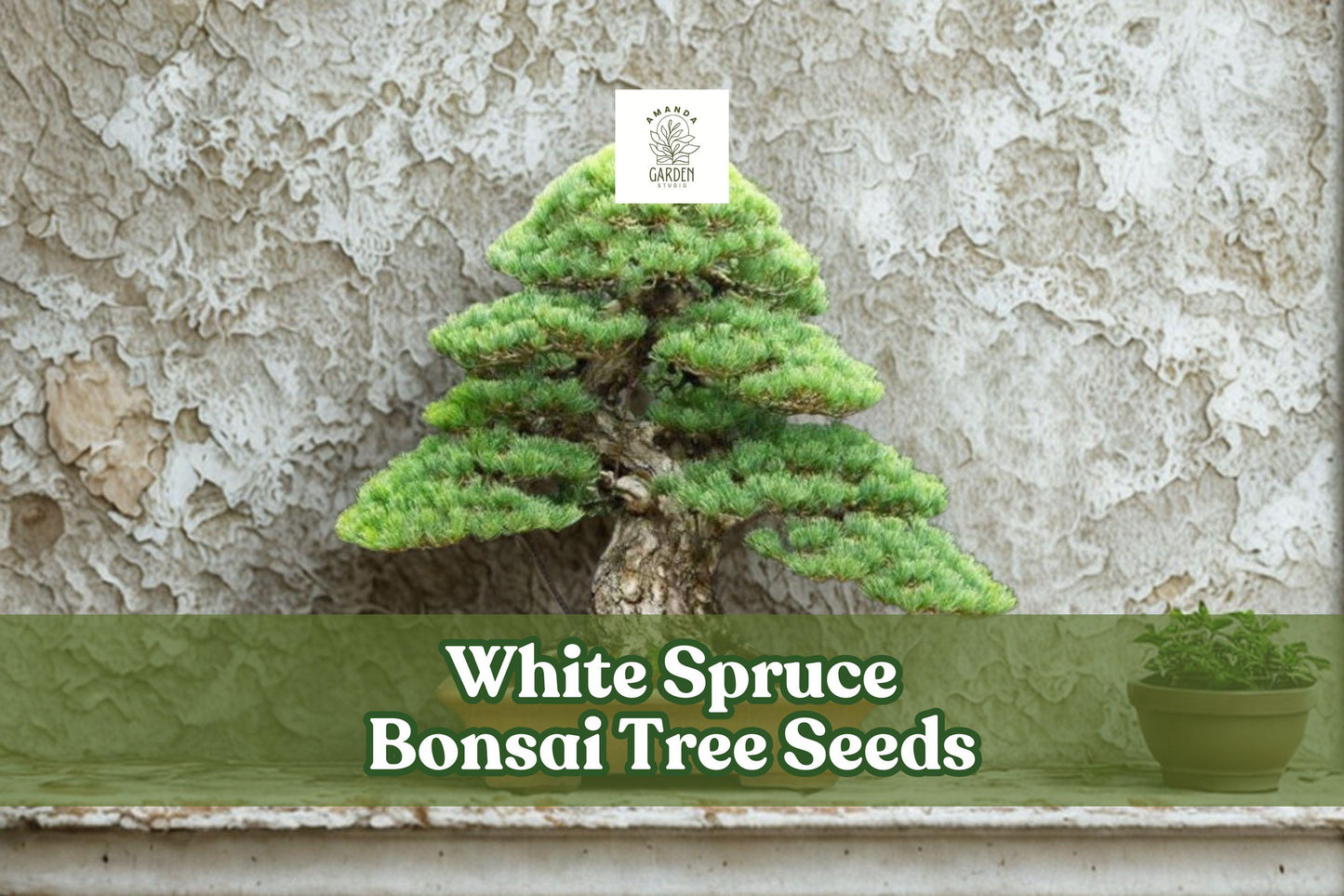 White Spruce Bonsai Seeds | 20+ Picea Glauca | Evergreen Conifer | Hardy, Compact Growth for Bonsai & Gardens