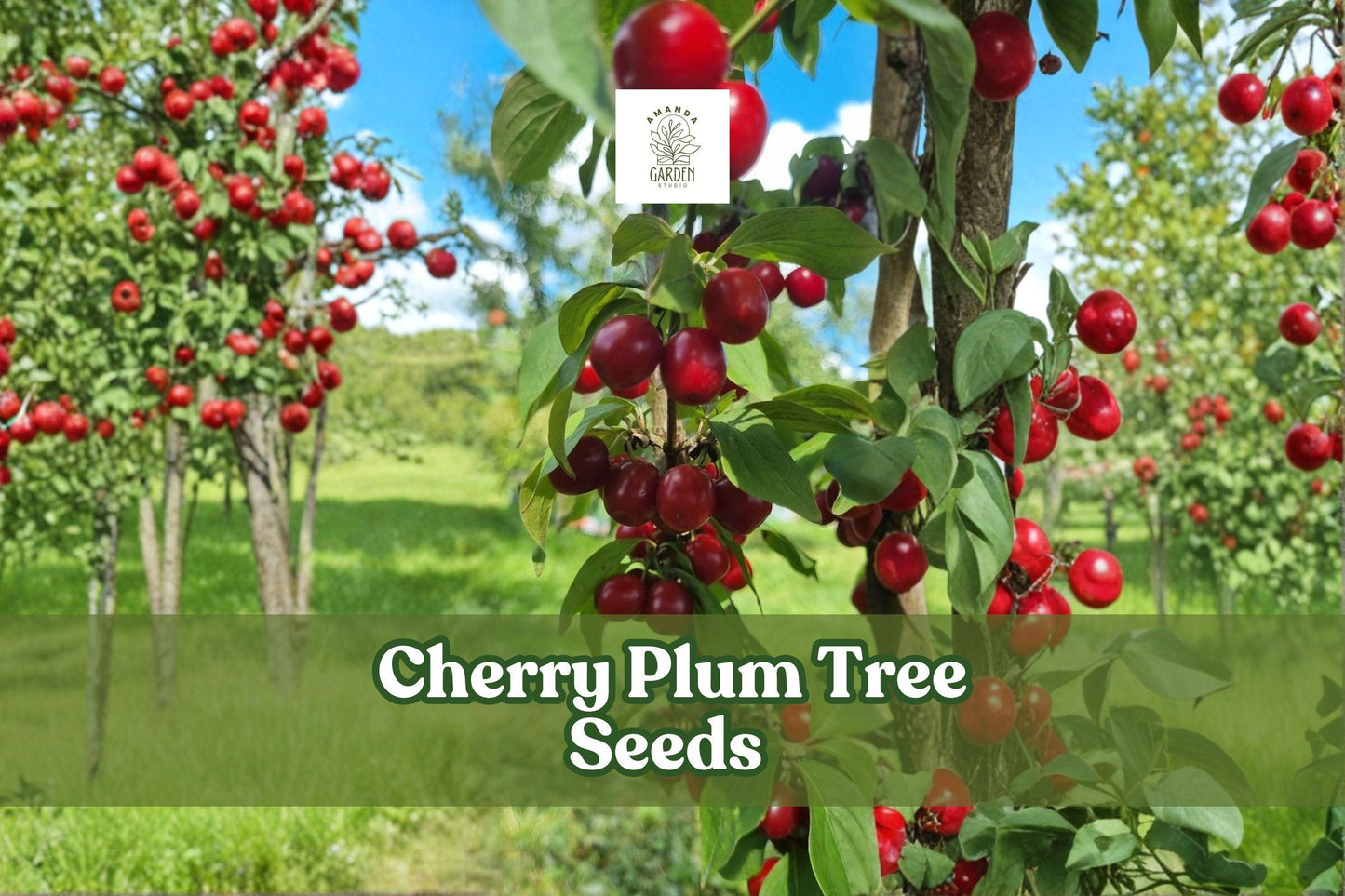 Cherry Plum Tree Seeds - 10 Seeds - Ornamental Flowering Bonsai - Prunus cerasifera - Hardy Edible Fruit - Spring Blooms