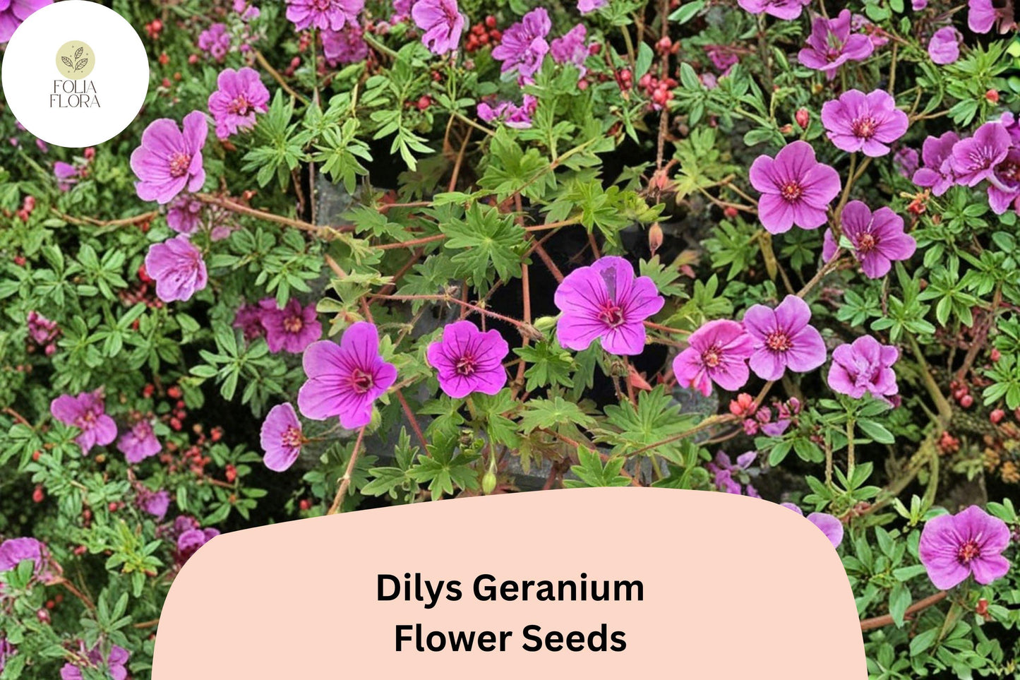 25+ Dilys Geranium Seeds | Purple Hardy Cranesbill | Geranium ‘Dilys’ | Long Blooming Perennial Ground Cover for Garden