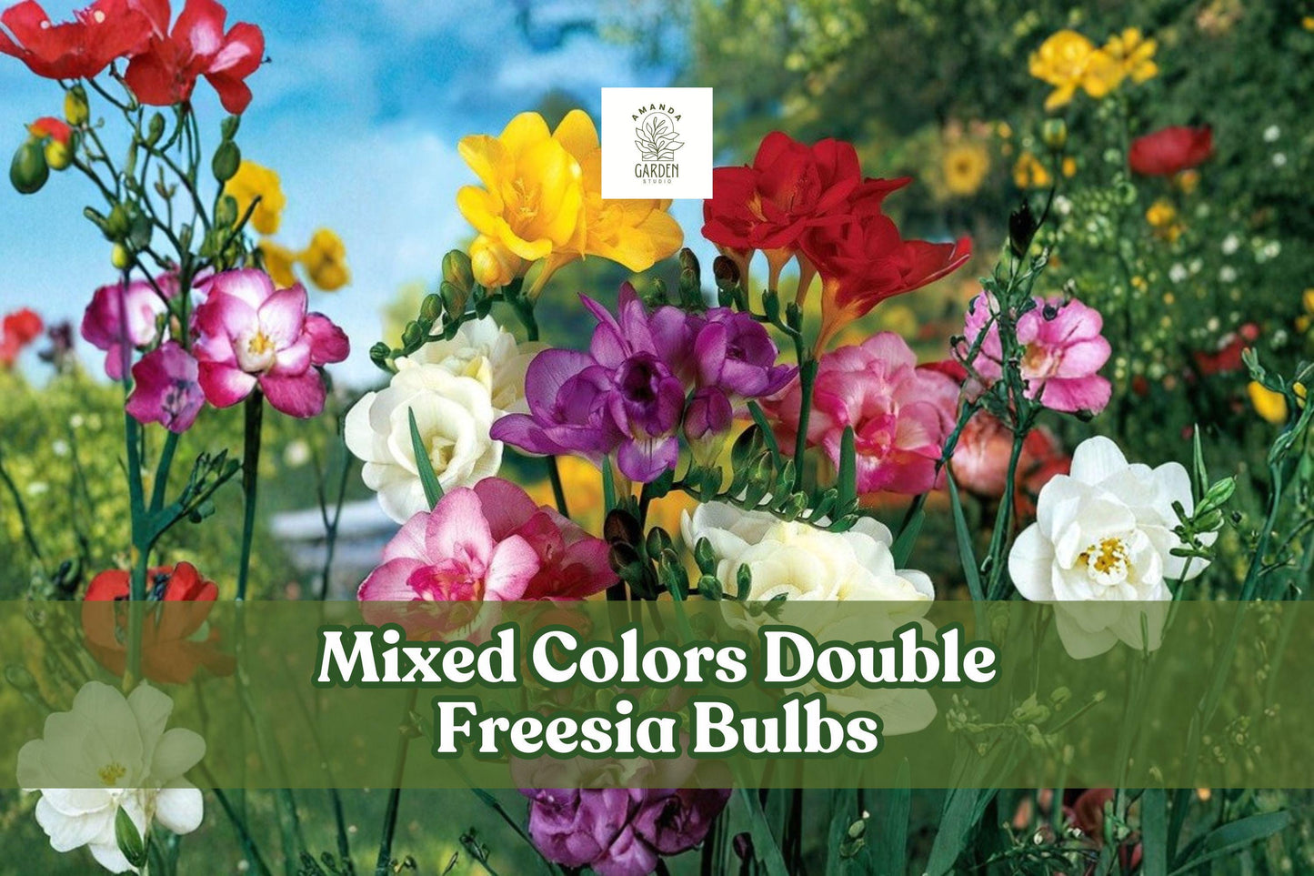 10 Double Freesia Bulbs - Mixed Colors, Fragrant Flowers, Freesia hybrida - Easy to Grow for Garden & Containers