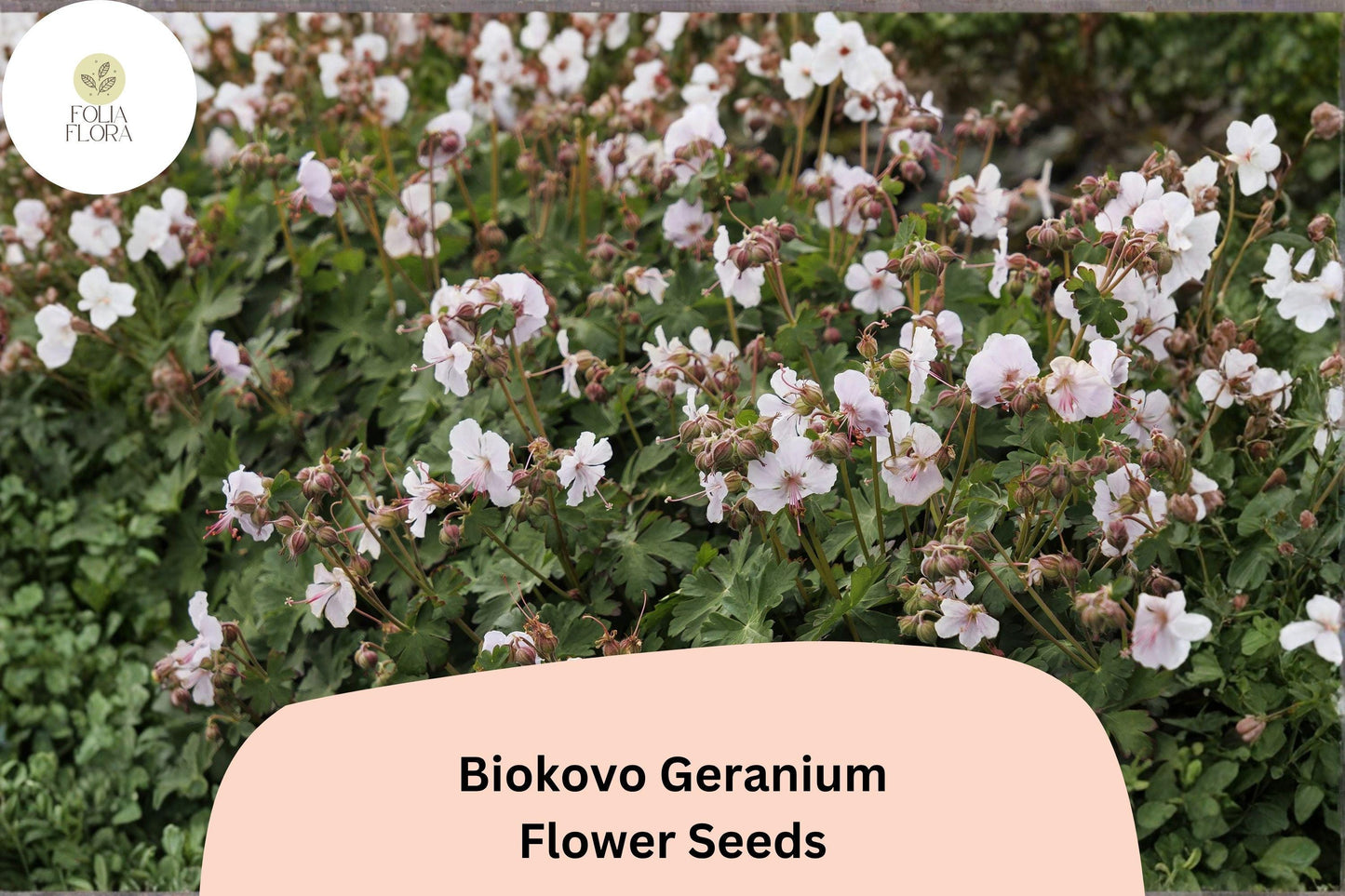 Biokovo White Geranium Seeds 25+ Hardy Perennial Pelargonium × hortorum Easy Grow for Garden Beds & Containers