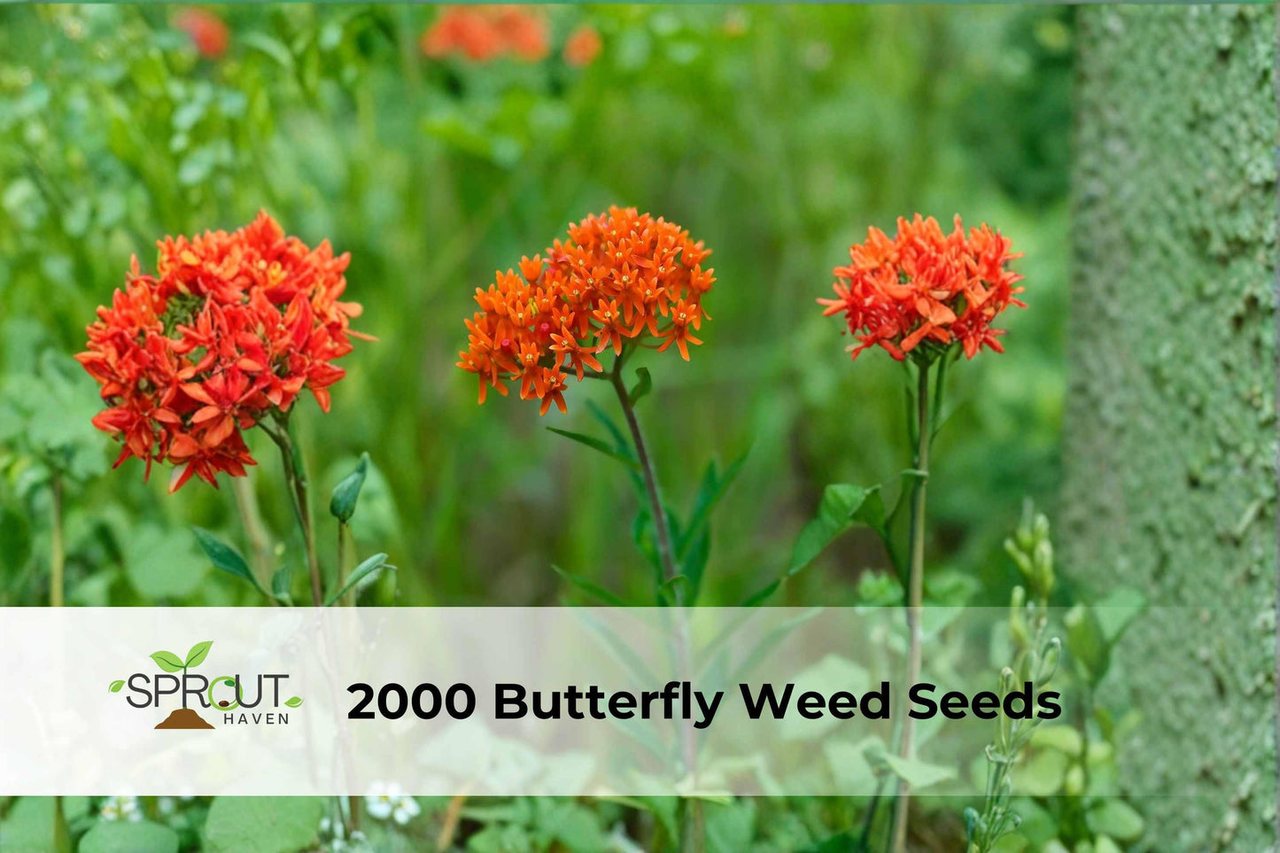 2000 Butterfly Weed Seeds | Bright Orange Perennial Flower | Asclepias tuberosa | Pollinator Garden, Drought-Tolerant Plant