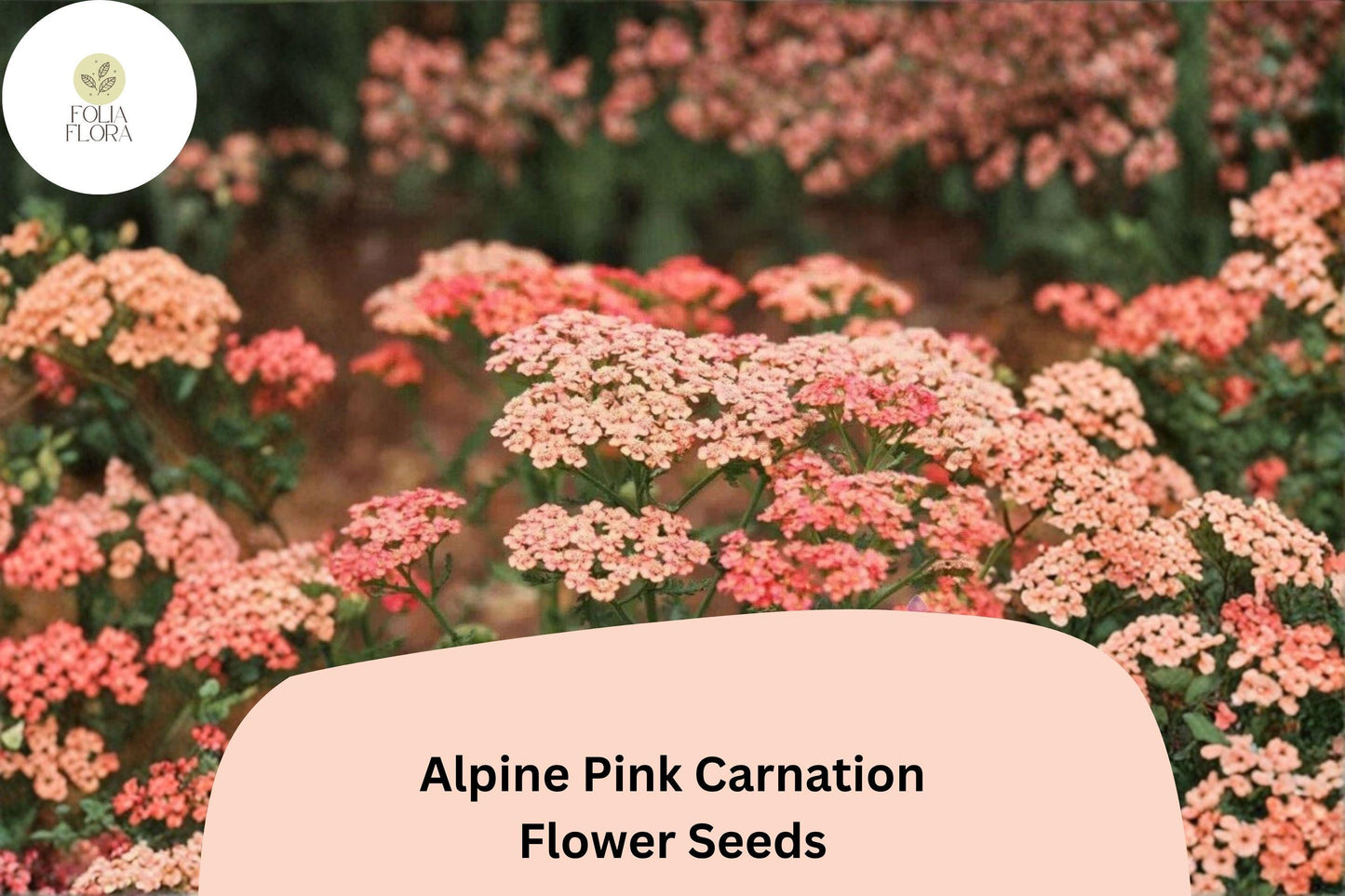 200+ Apricot Delight Carnation Seeds | Fragrant Ruffled Blooms | Dianthus caryophyllus | Perfect for Borders & Cut Flowers