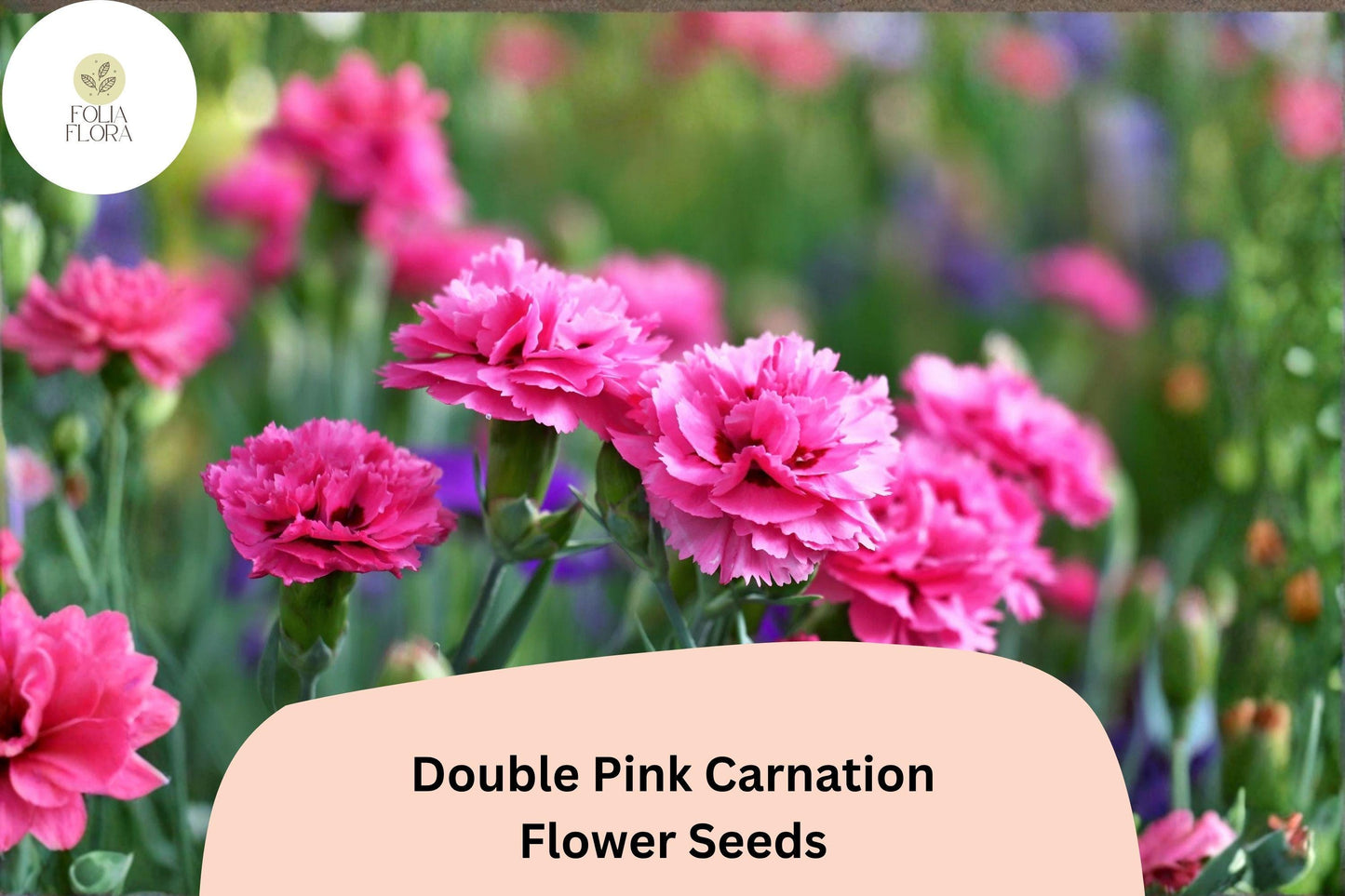 200+ Double Pink Carnation Seeds | Fragrant Ruffled Blooms | Dianthus caryophyllus | Perfect for Garden Beds & Borders
