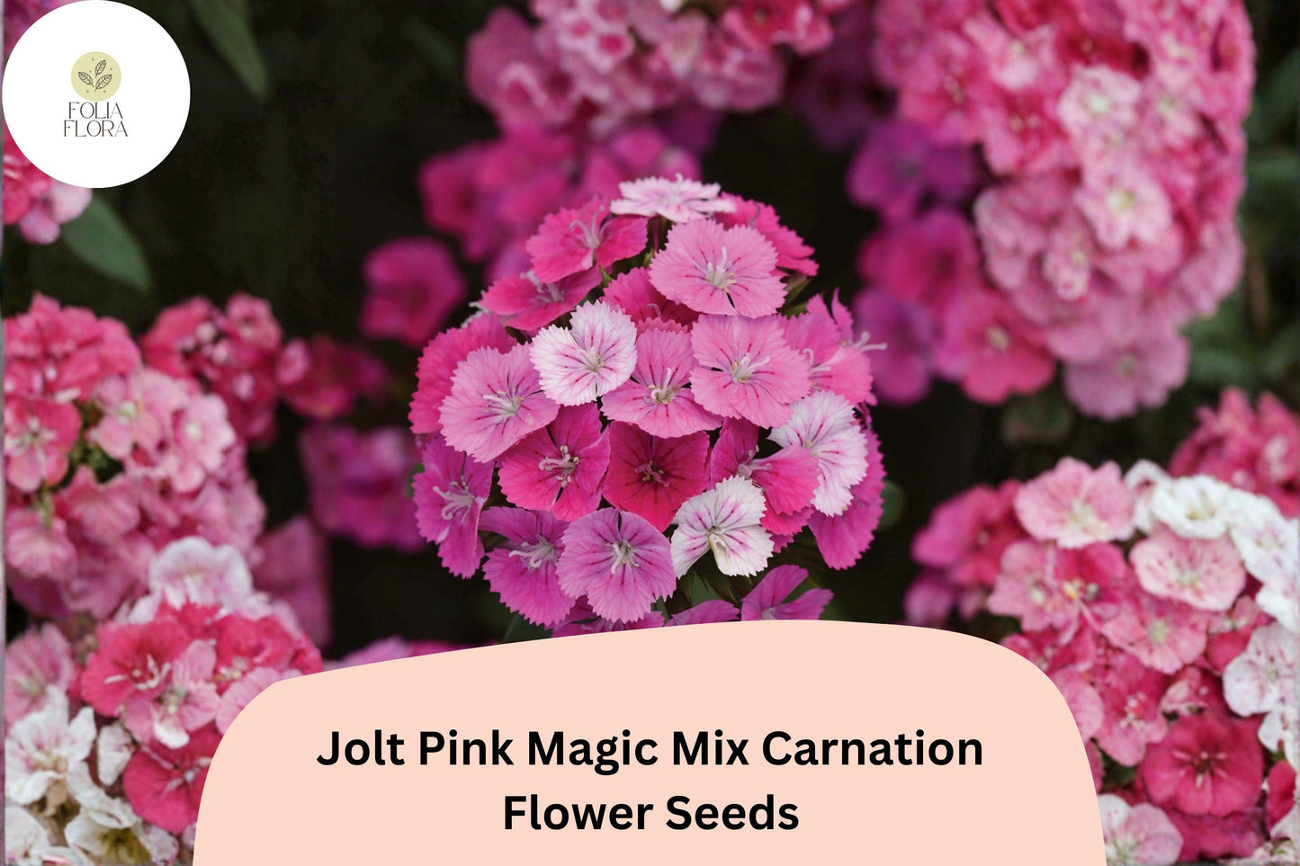 200+ Jolt Pink Magic Mix Carnation Seeds, Pink Double Blooms, Fragrant Hardy Perennial, Dianthus caryophyllus