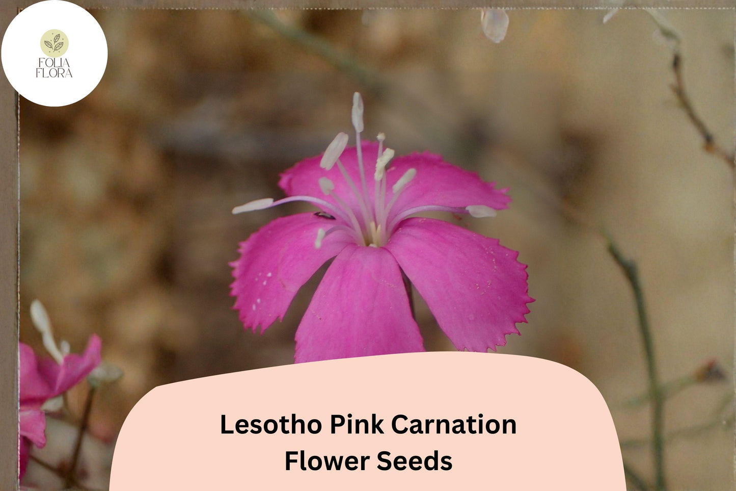 200+ Lesotho Pink Carnation Seeds | Dianthus caryophyllus | Pink Blooms for Garden Planting