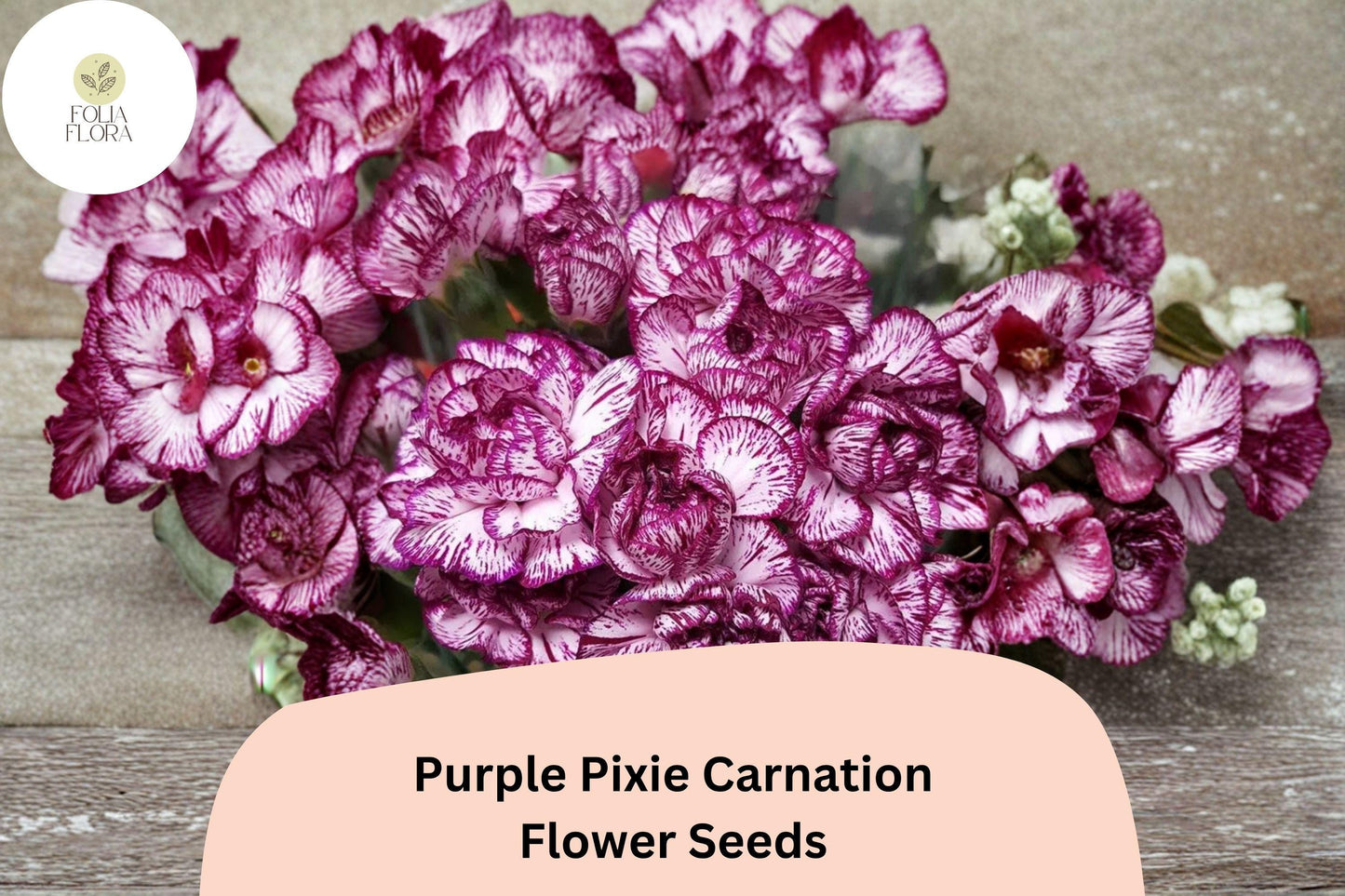 200+ Purple Pixie Carnation Seeds | Dianthus caryophyllus | Compact Purple Blooms for Garden, Borders & Arrangements