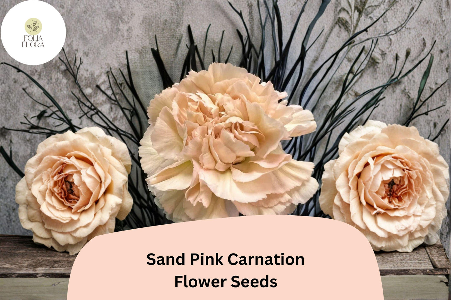 200+ Sand Pink Carnation Seeds | Dianthus caryophyllus | Soft Pink Blooms for Garden Planting and Floral Arrangements