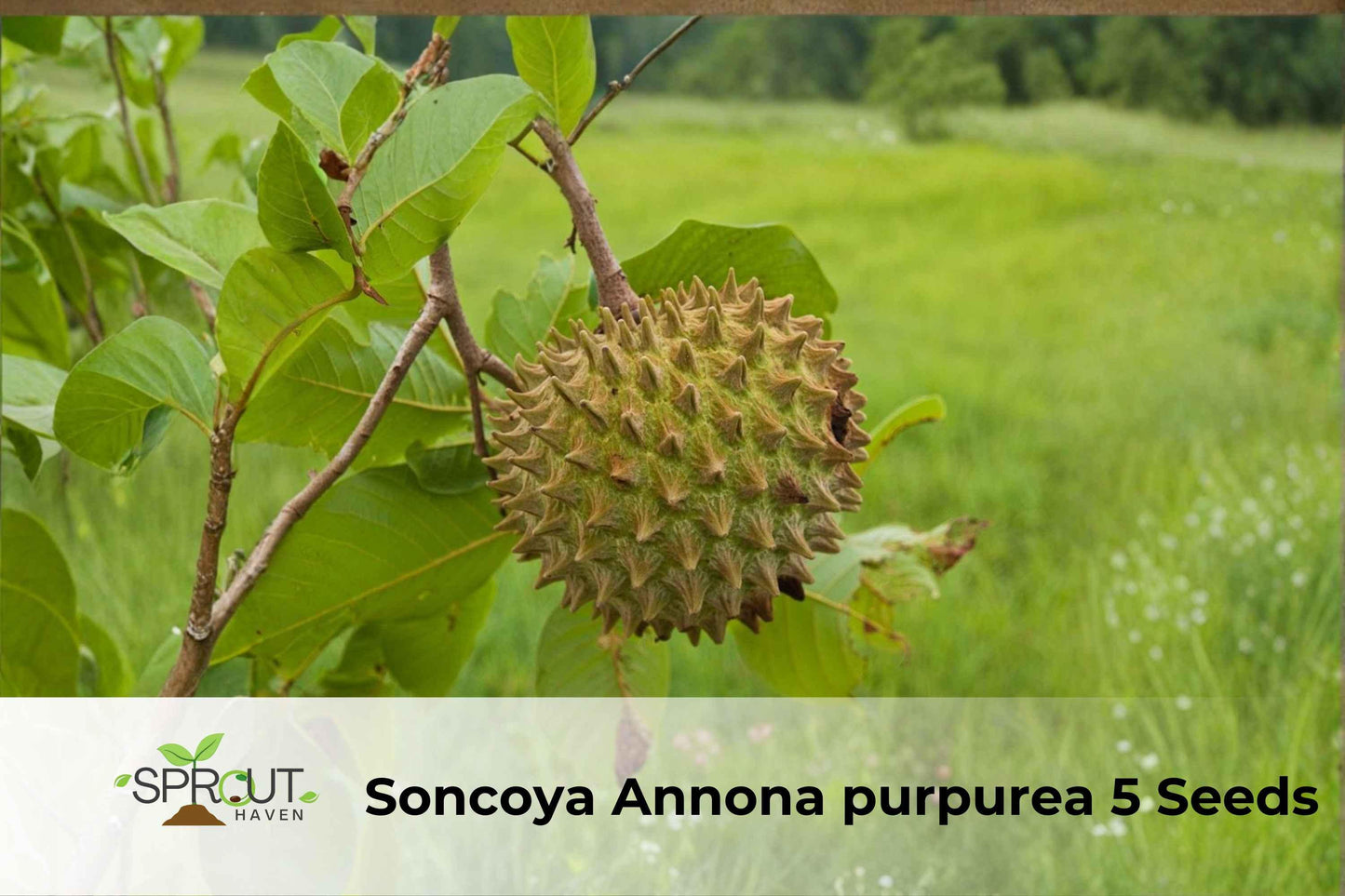 Soncoya Tree Seeds - 5 Rare Ornamental Tropical Seeds - Annona purpurea - Exotic Foliage for Collectors and Gardeners