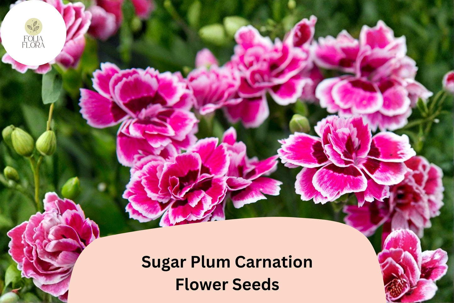 200+ Sugar Plum Carnation Seeds | Purple Blooms | Dianthus caryophyllus | Easy to Grow for Gardens & Floral Displays