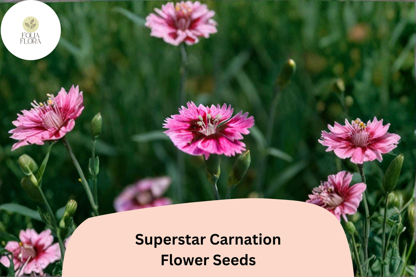 200+ Superstar Carnation Seeds | Pink Blooms | Dianthus caryophyllus | Garden Planting, Cut Flowers, Easy to Grow