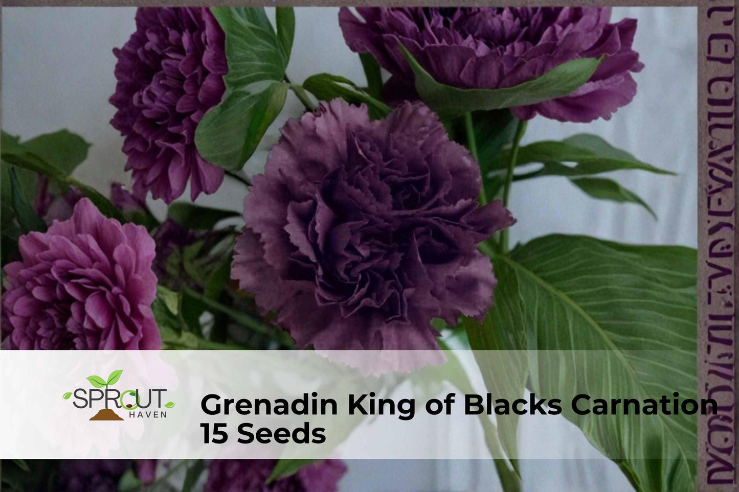 Grenadin King of Blacks Carnation Seeds - 15 Non-GMO Dark Red Double Blooms - Dianthus caryophyllus for Borders and Gardens
