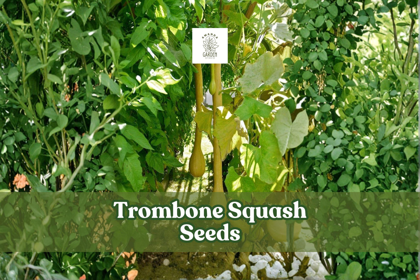 Tromboncino Squash Seeds | 20 Heirloom Cucurbita moschata Seeds | Unique Long Curved Fruit for Garden Planting