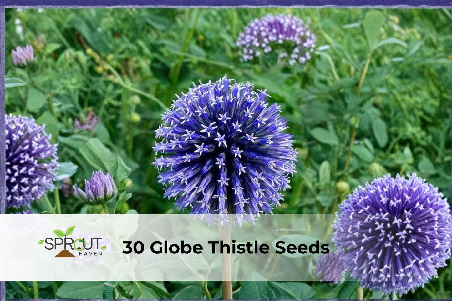 30 Globe Thistle Seeds | Echinops ritro | Exotic Blue Perennial Flower | Pollinator-Friendly