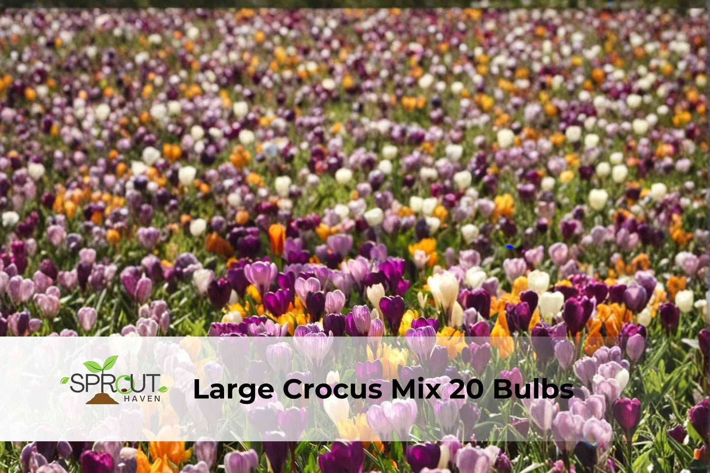 Large Crocus Bulbs Mix | 20 Fall-Blooming Perennial Bulbs in Lilac, White, Gold | Crocus species