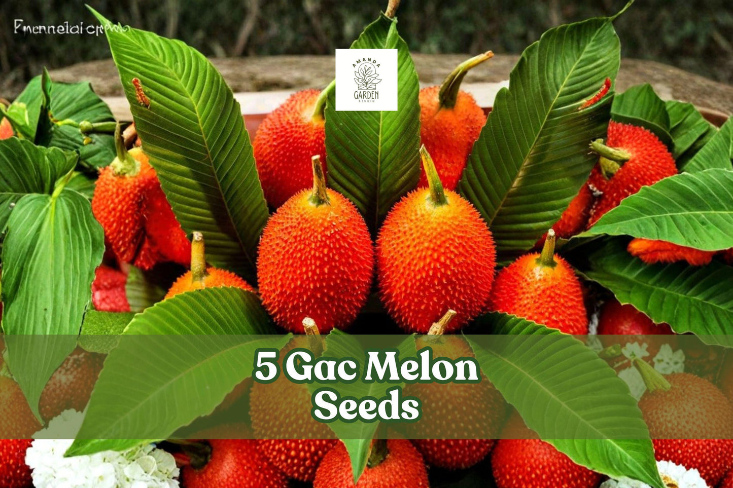 Gac Melon Seeds - 5 Non-GMO Momordica cochinchinensis - Compact Climbing Vine with Bright Spiky Fruit - Tropical Garden Accent