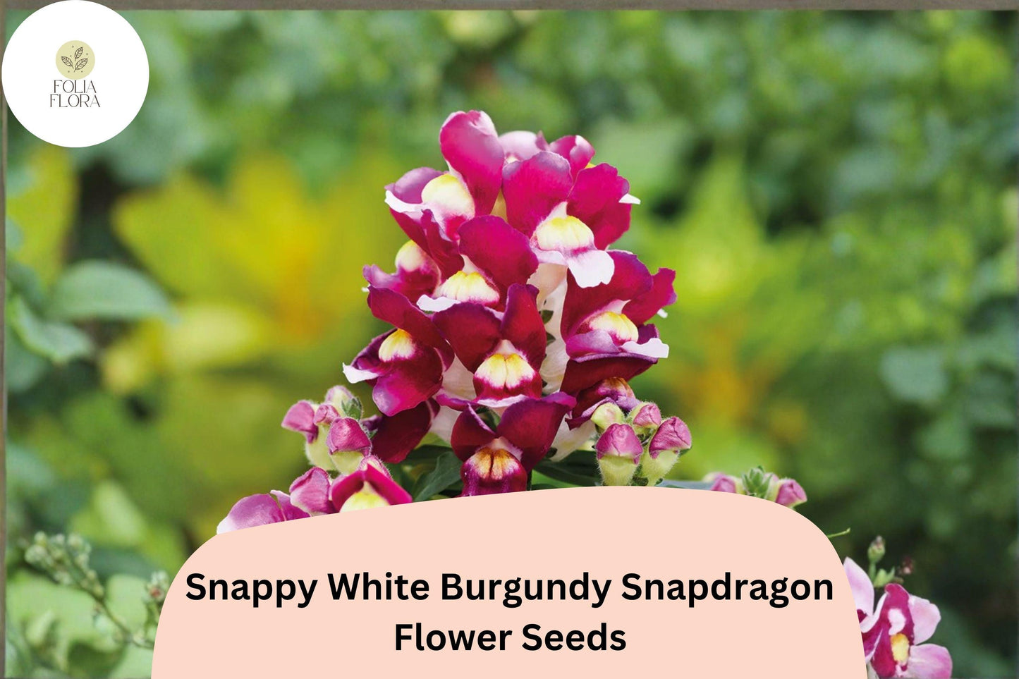 Snapdragon Seeds 1000+ Snappy White Burgundy Antirrhinum majus Bicolor Garden Flowers for Beds & Pots