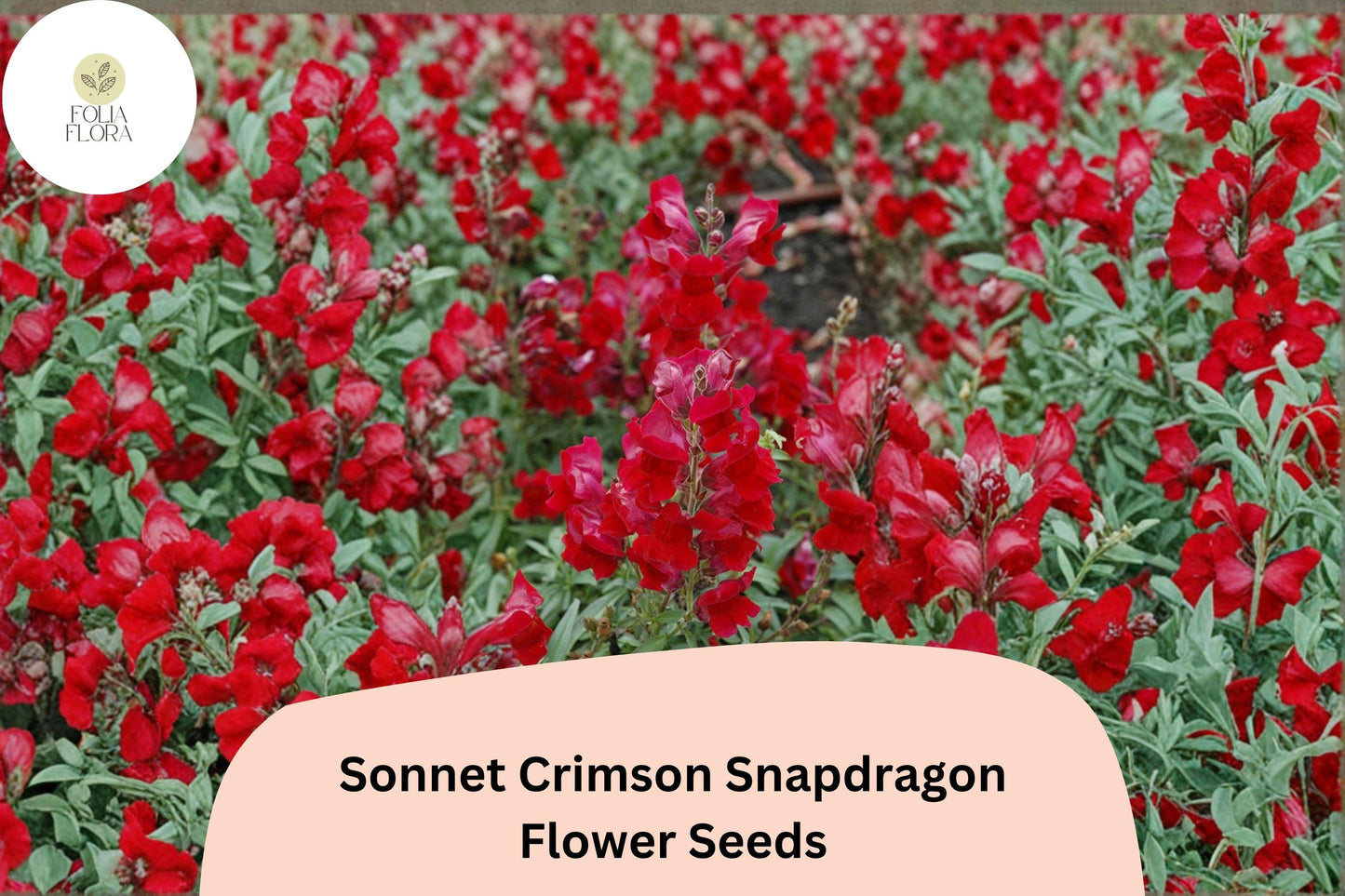 Sonnet Crimson Snapdragon Seeds | 1000+ Deep Red Antirrhinum majus | Compact Annual for Borders & Cut Flowers